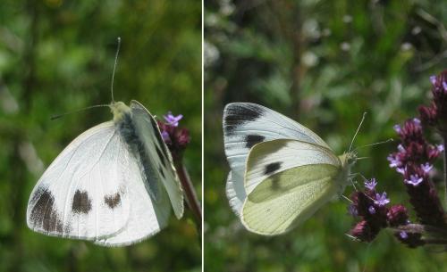 Pieris mannii